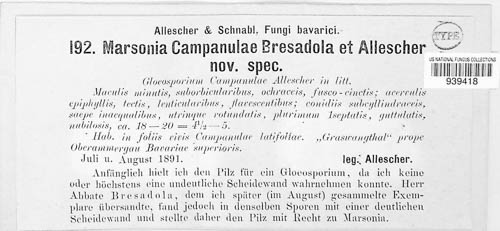 Marssonina campanulae image